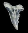 Fossil Tiger Shark Tooth #4170-1